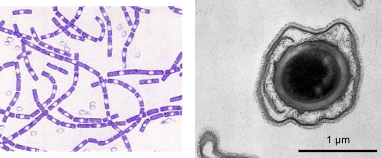 Bacillus Bacteria