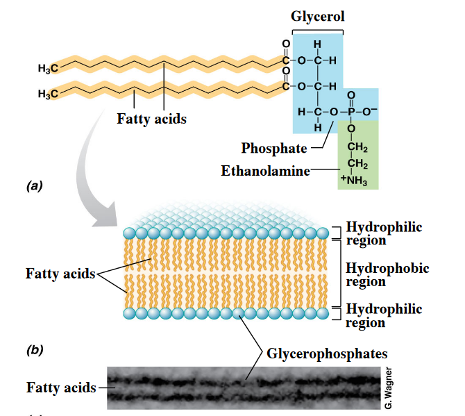 Bilayer in Bacteria and Archaea