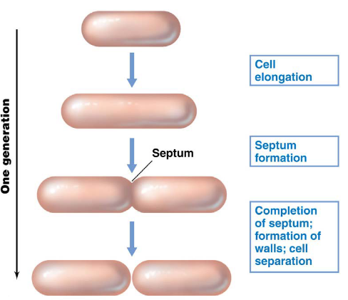 Binary Fission in a Hypothetical Bacterium