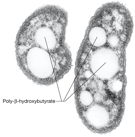 Carbon Inclusions in Archaea and Bacteria