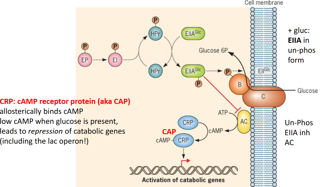 Catabolite Repression Example