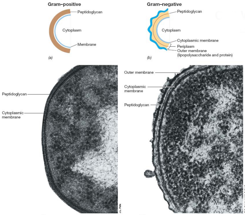 Cell Walls of Gram Positive and Negative Bacteria