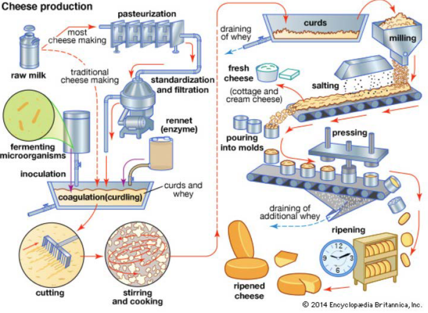 The General Cheese Making Process