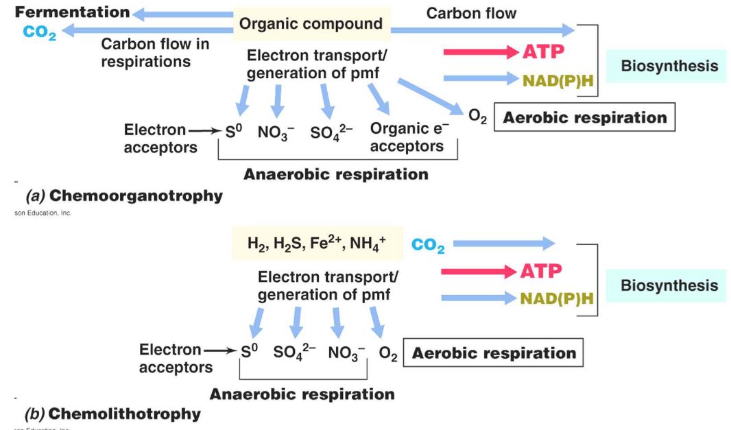 Types of Chemotrophs