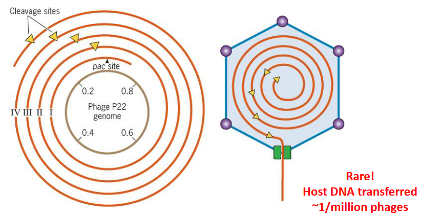 Concatameric Storage of DNA