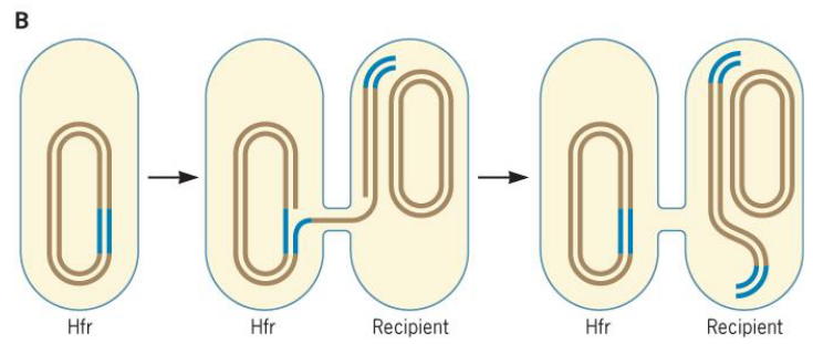 Conjugation of an F plasmid