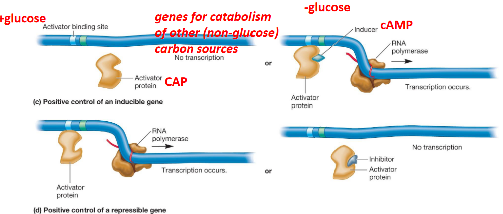 Positive Transcriptional Control