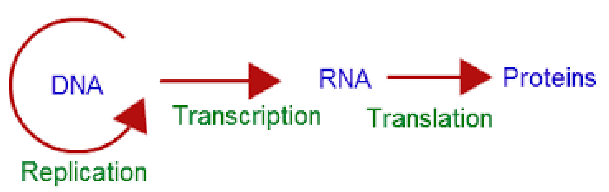 Central Dogma Flowchart