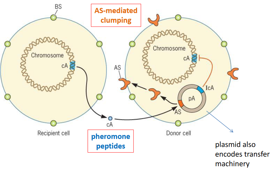 Conjugation in *E. faecalis*