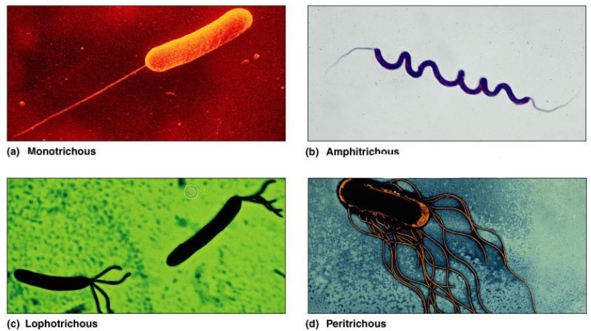 Types of Flagella