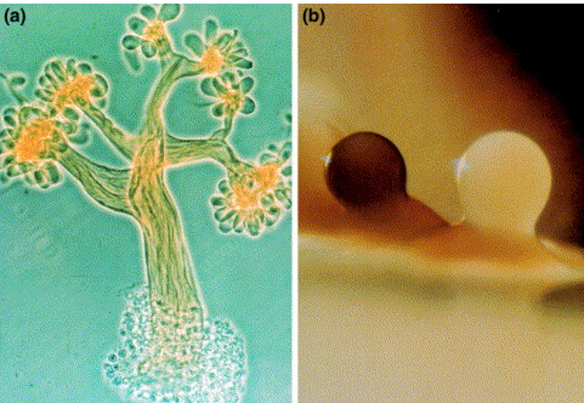 Fruiting Bodies in Myxobacteria