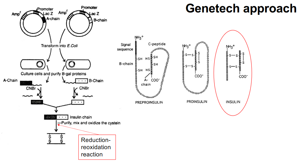 Gene Tech Producing Insulin