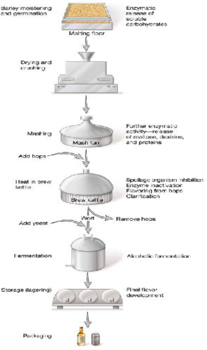 General Beer Making Process