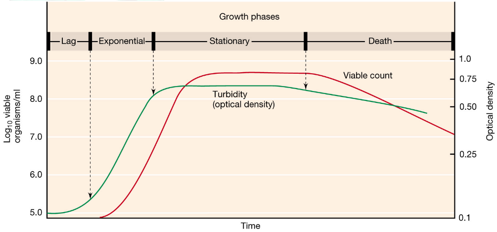 The Four Growth Phases