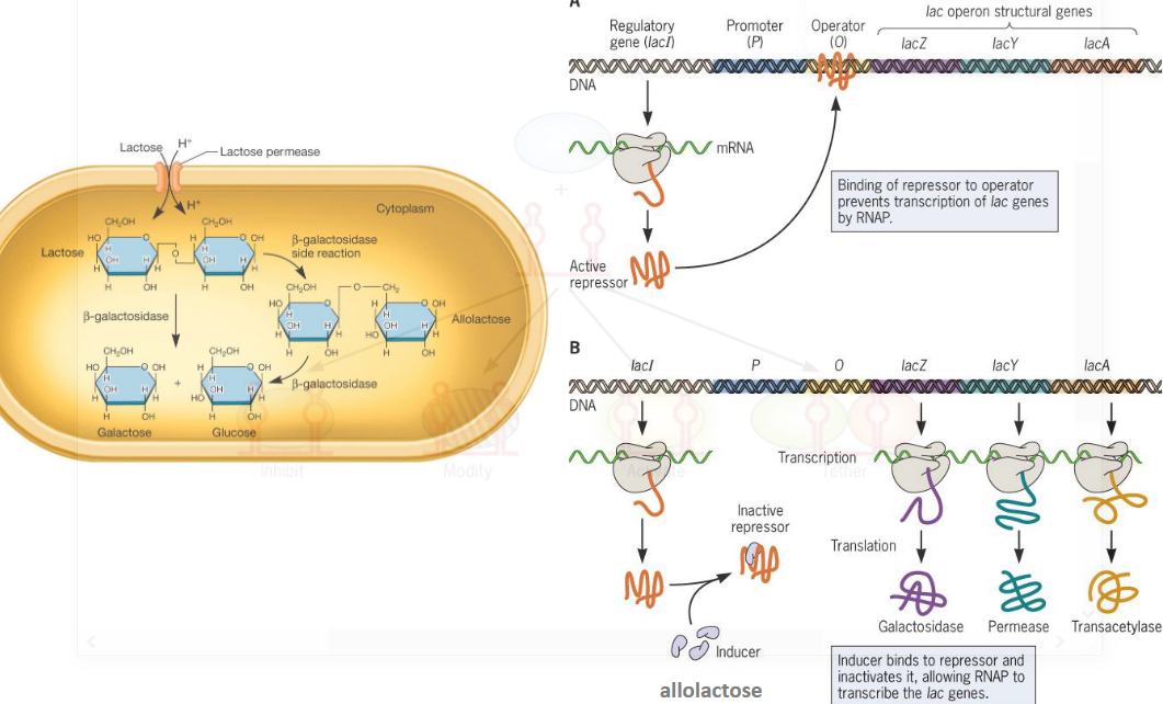 lac operon