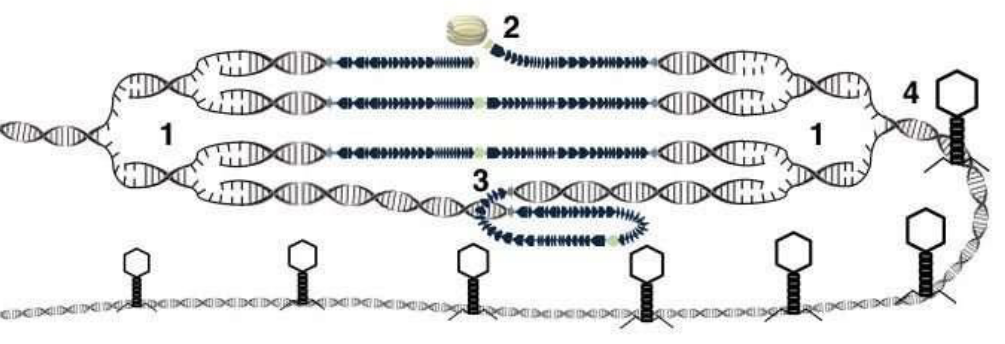 Lateral Transduction