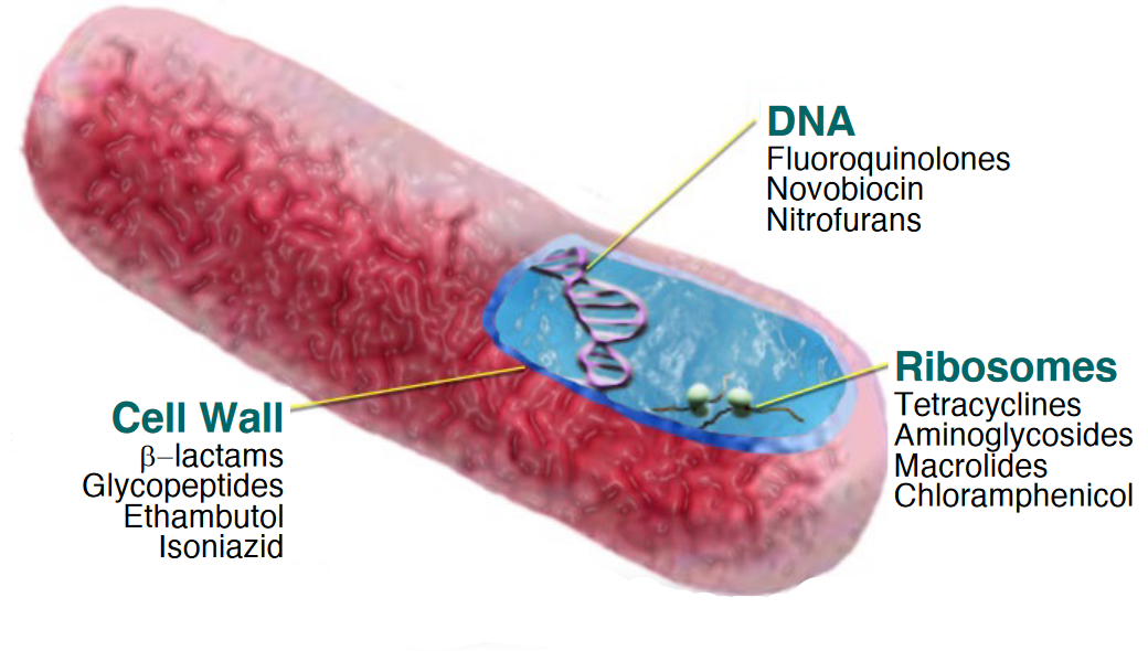 Target by Antibiotics