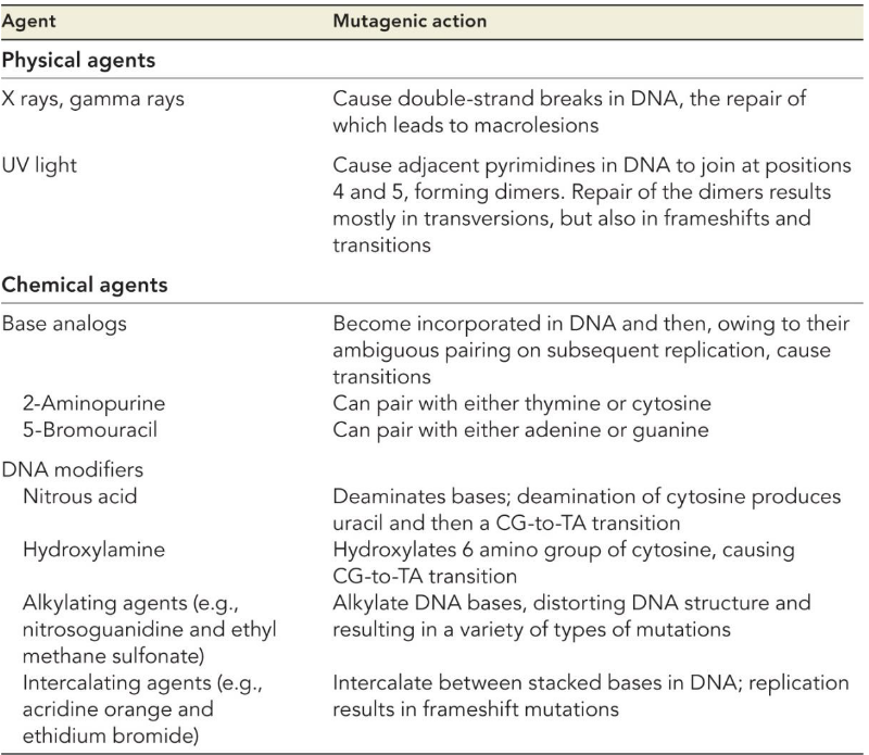 Sources of Mutations