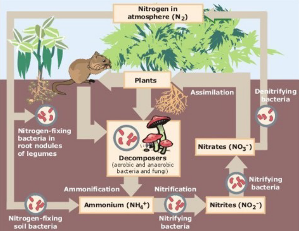 The Nitrogen Cycle