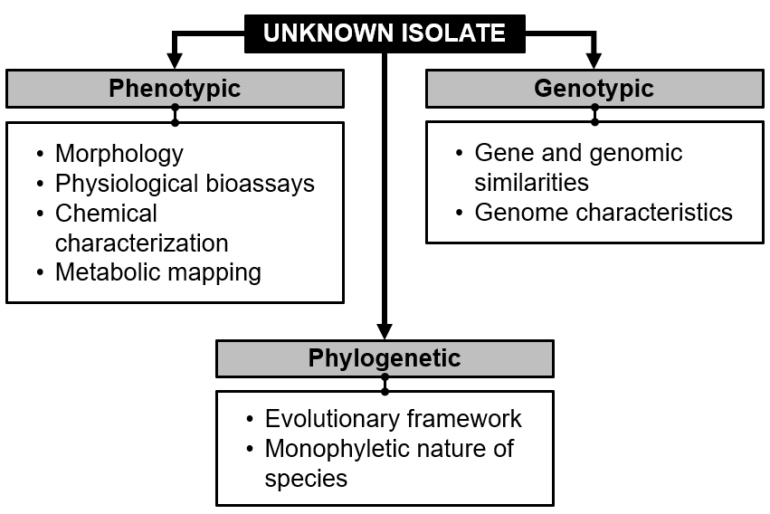 A Polyphasic Approach