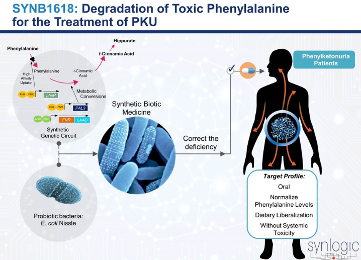 PKU Treatments using E. coli