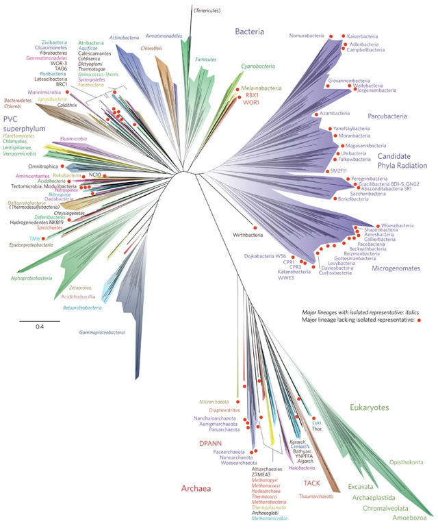 Phyla of Three Domains of Life