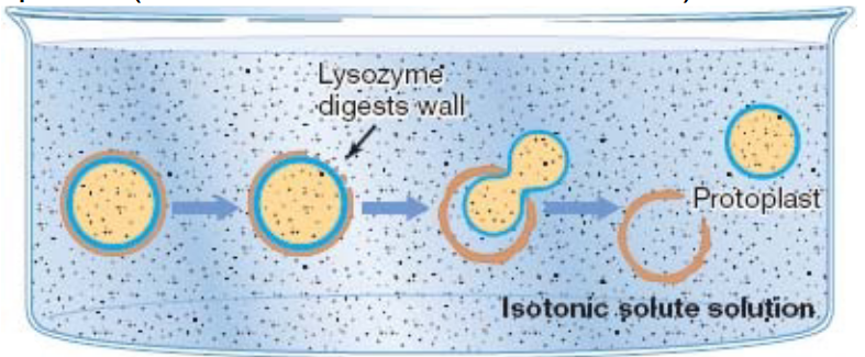 Protoplast Formation