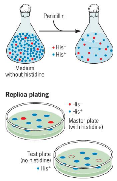 Penicilin Selection