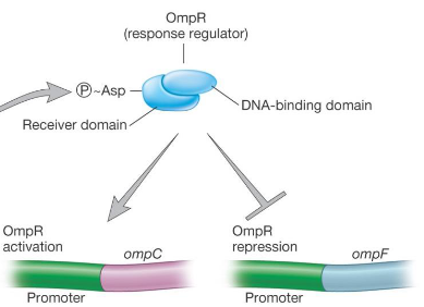 Response Regulator Proteins