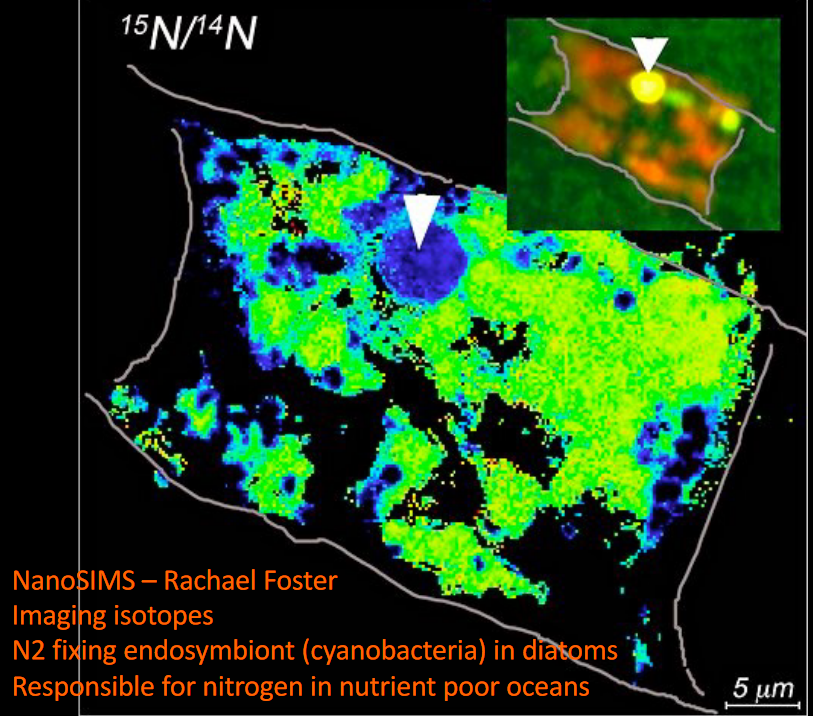 Rhizobia in Eukaryotes