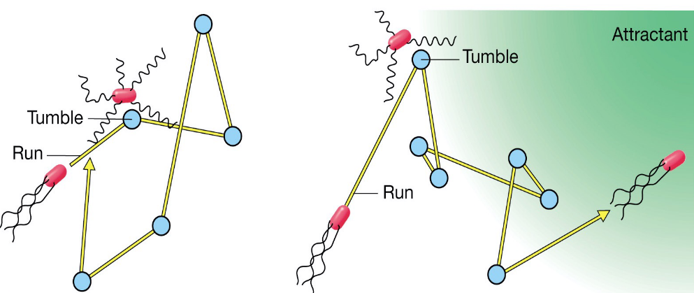 Swimming and Chemotaxis Demonstration