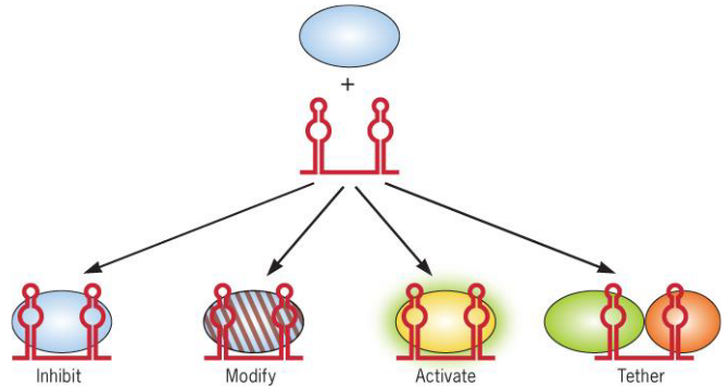 sRNA Control of Protein Activity