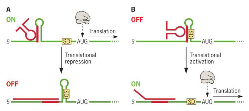 Antisense sRNAs