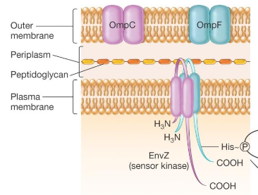 Sensor Kinase