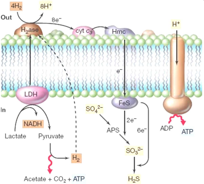 Sulfate Reductions