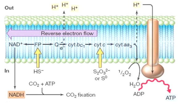 Sulfate Oxidation in Bacteria