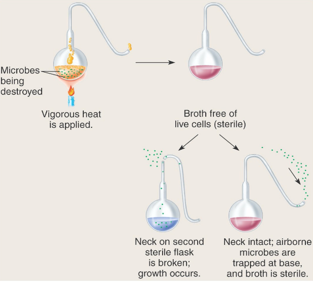 Louis Pasteur's Swan-Neck Experiment