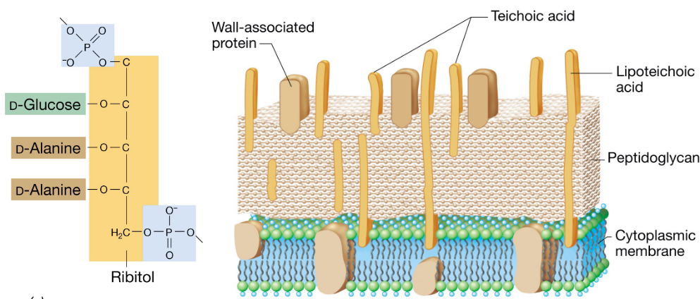 Teichoic Acids in Gram Positive Bacterium