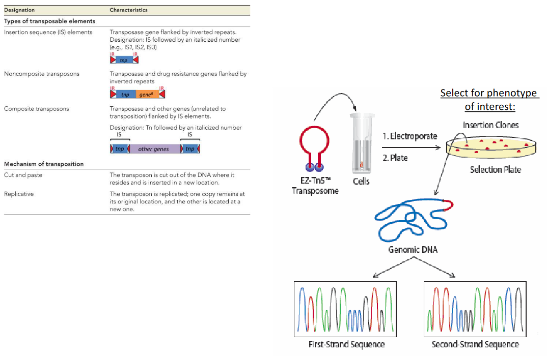 Transposible Elements