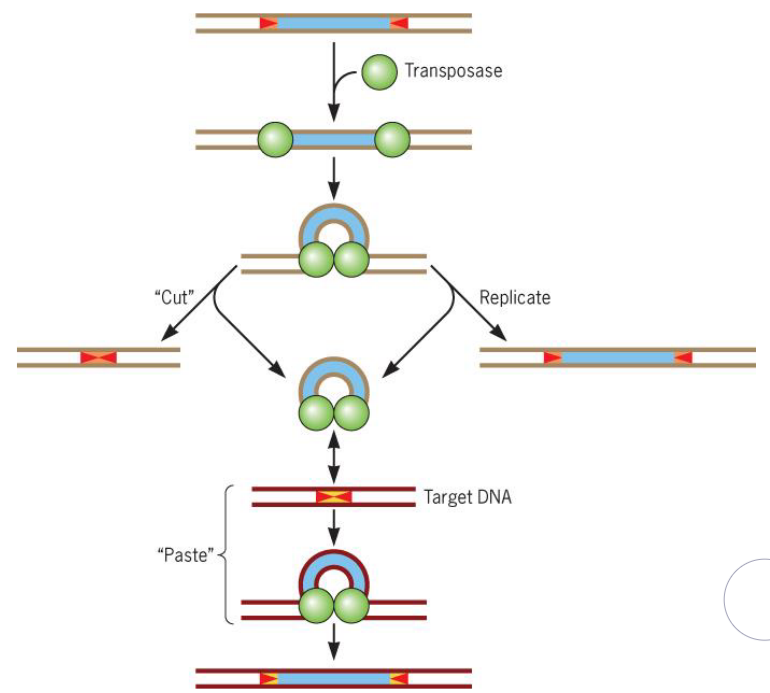 Tranposition in Action