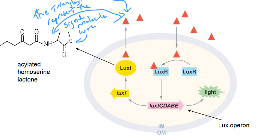 Mechanism for Luminescence in Vibrio fischeri