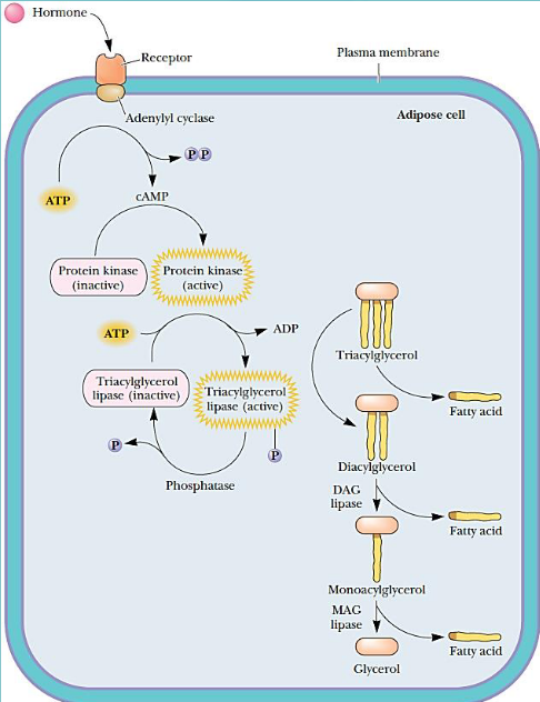 Fatty Acid Release