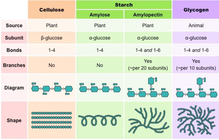 Key Polymers from Glucose Monosaccharides (taken from BioNinja)