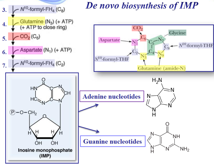 Sources of Carbons in Purine Synthesis