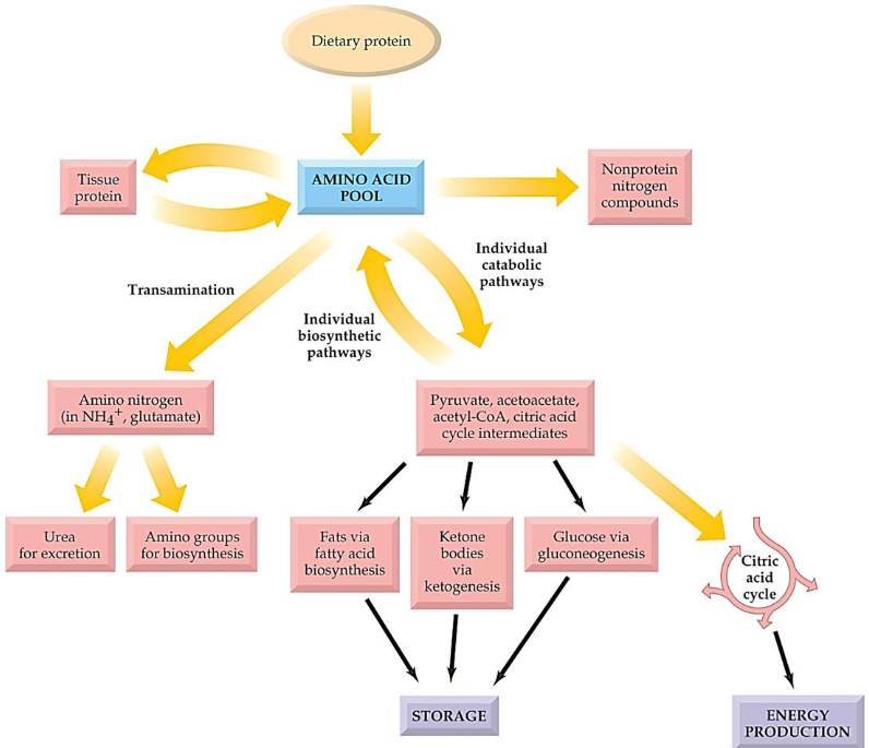 Amino Acid Pool