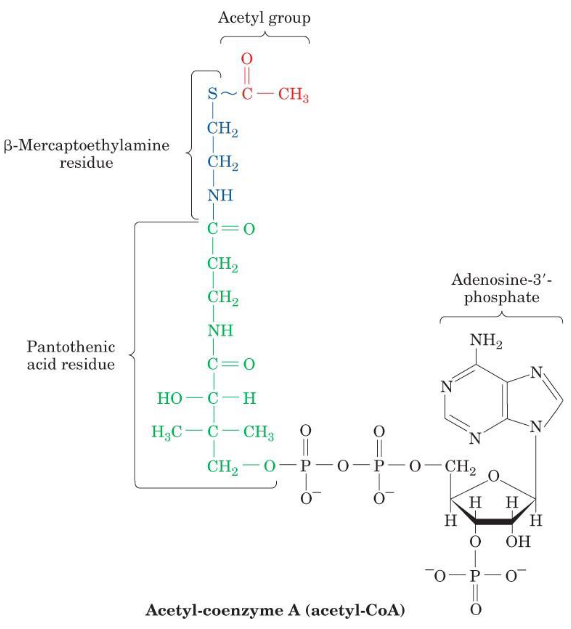 Structure of Acetyl-CoA