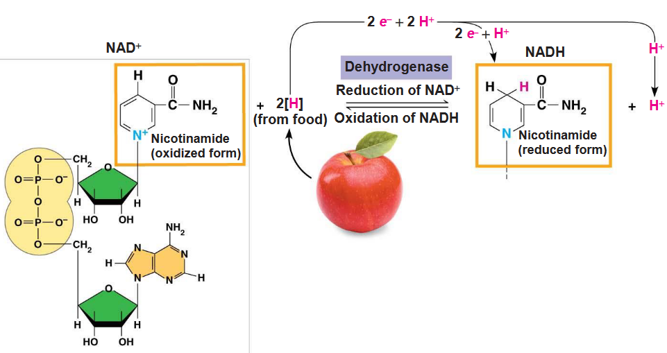 NAD^+^ in Action
