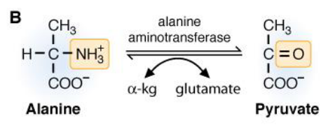 Alanine to Pyruvate