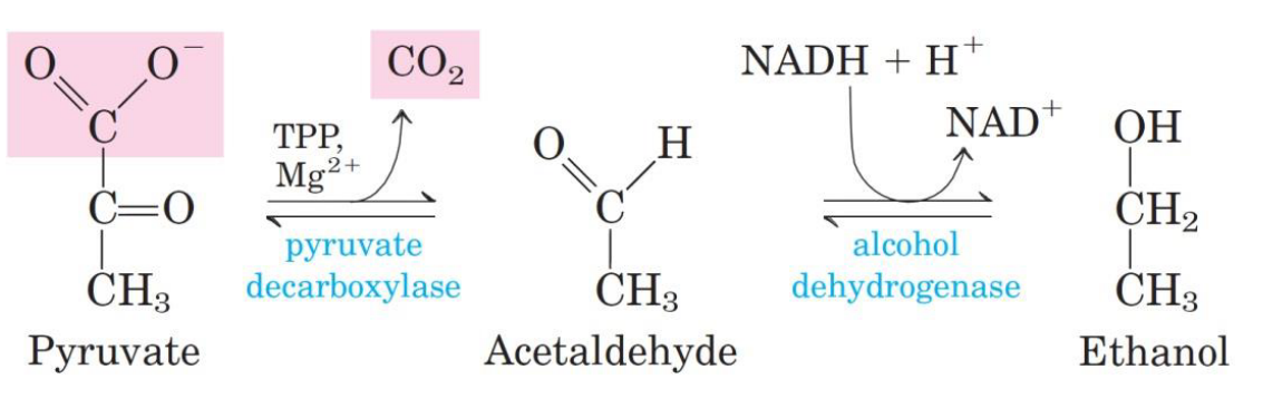 Alcohol Generation from Pyruvate