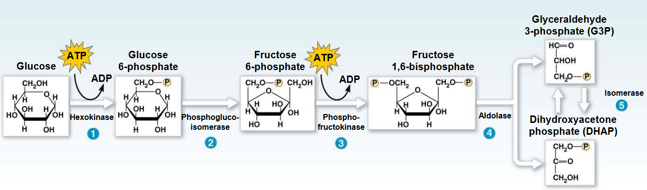 Aldol Cleavage